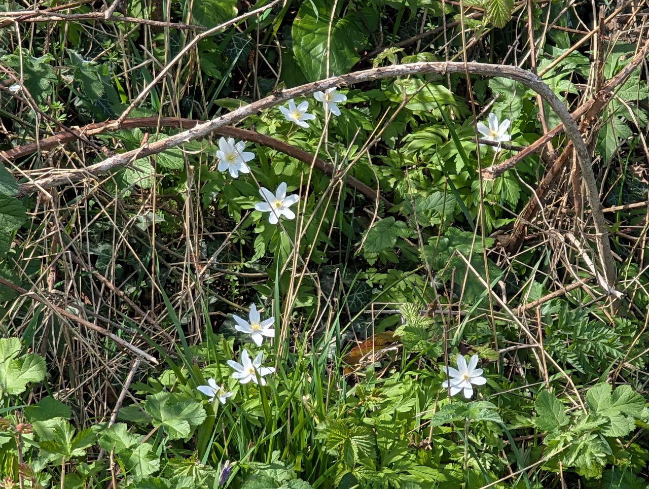 2026-04-12 17 Haddiscoe and Toft Monks.jpg